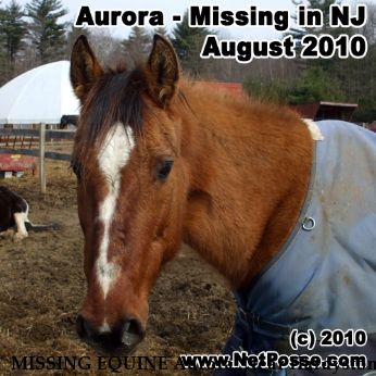 MISSING EQUINE Aurora, Near Hardyston , NJ, 07419